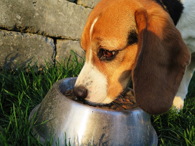 Hund som äter hundfoder ur en skål på gräsmatta