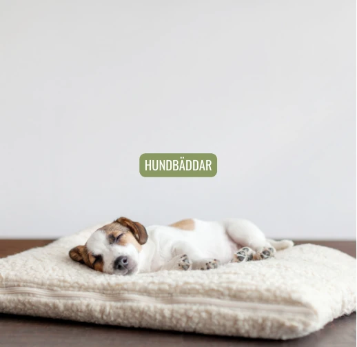 Hund sover på en mjuk bädd