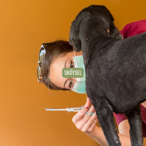 Skötsel och omvårdnad av hund